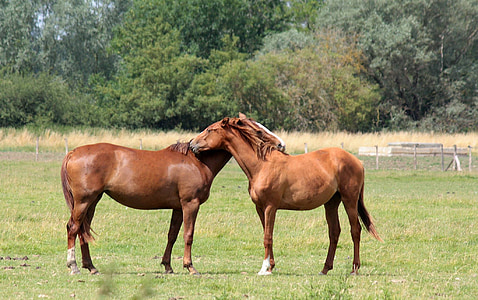 two brown horse standing on grass field at daytime