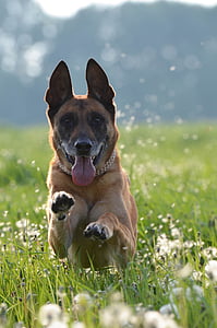selective focus photo of adult brown German shepherd