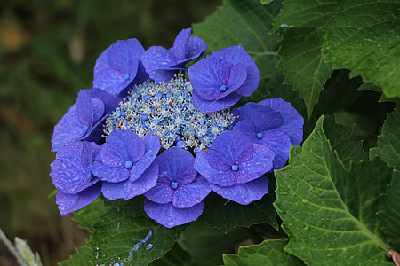 shallow focus photography of blue flowers surrounded by green leaves during daytime