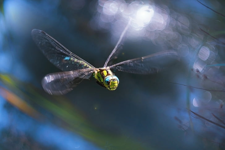 macro photography of green dragonfly
