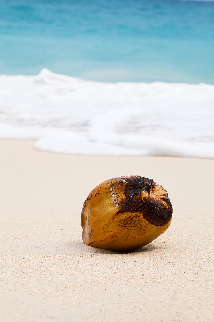 shallow focus photography of coconut at coast