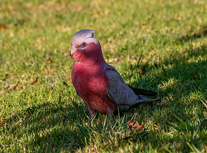 red and gray bird on green lawn
