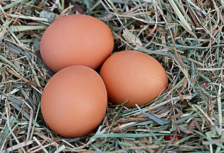 three poultry eggs on nest