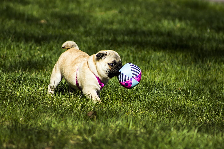 fawn pug playing ball on grass
