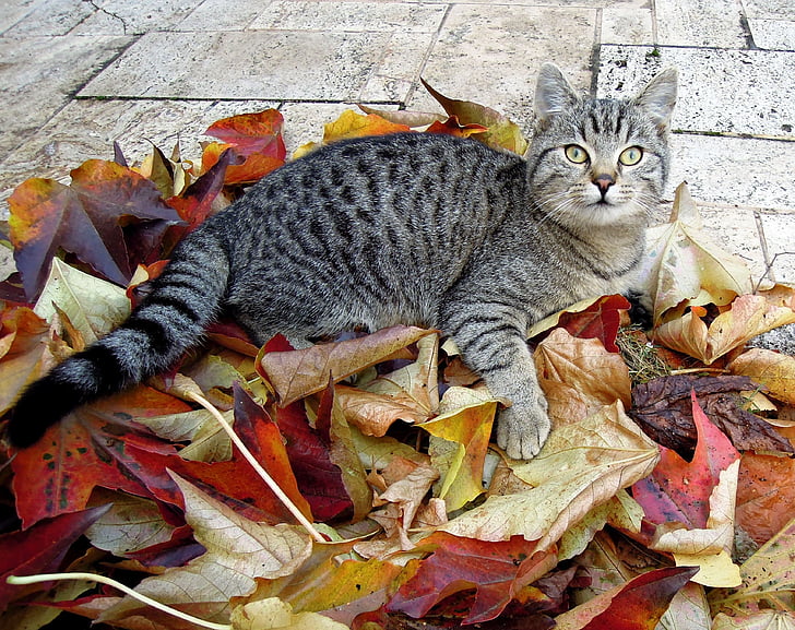 silver Tabby cat sitting on dried leaves