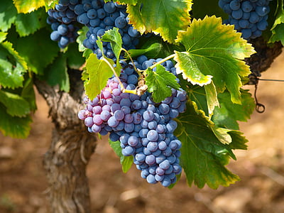 photo of grapes