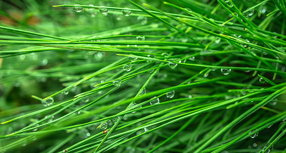 water droplets on green grasses