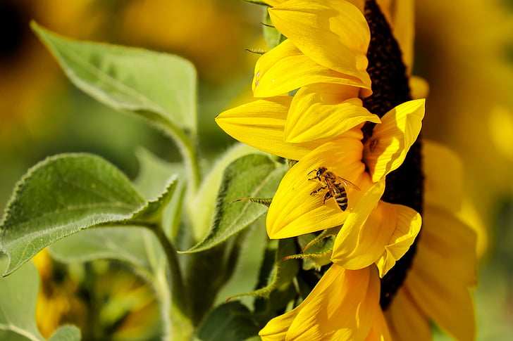 sunflower selective focus photography