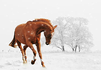 brown horse outdoors 3D art