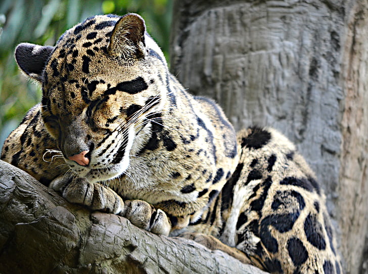 macro photography of leopard