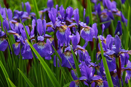 purple petal flowers photo