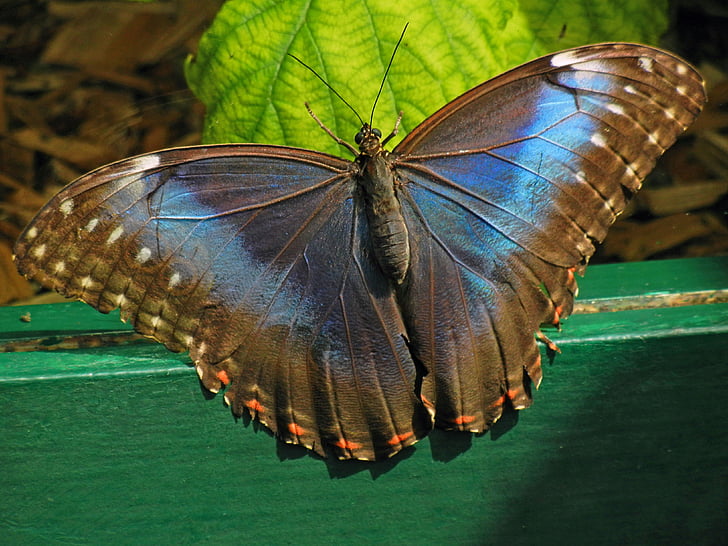brown butterfly on green wooden surface
