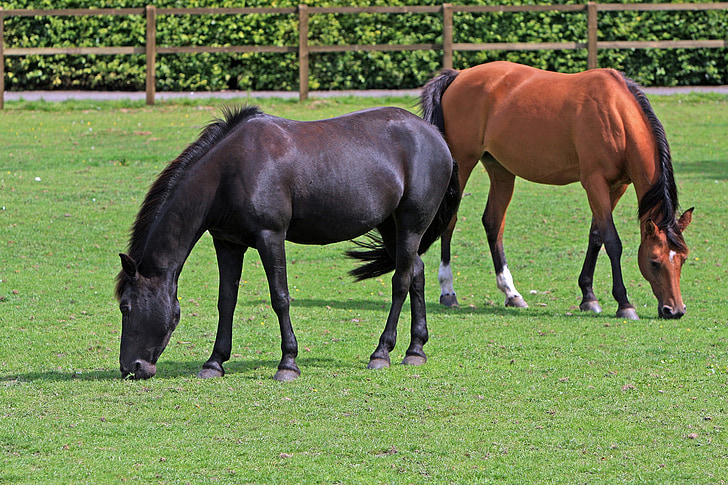 two brown and black horses on grass field