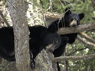 two black bears on tree top