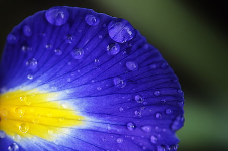 macro photo of blue and yellow petaled flower with water dew