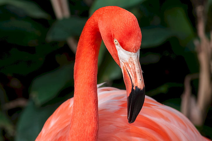 closeup photo of American flamingo