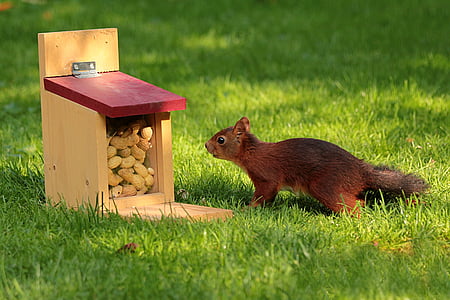 brown squirrel near brown wooden box