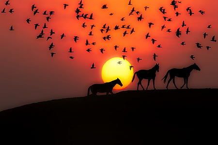 sunset, dusk, silhouettes, horses, birds, landscape