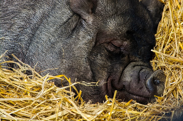 pig sleeping on hay