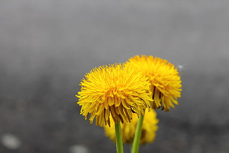 selected focus photography of yellow flowers