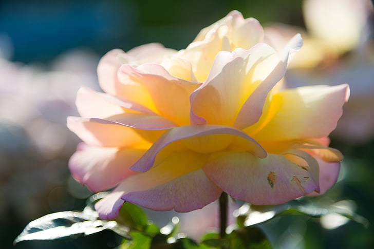 selective focus photography of pink and yellow rose flower