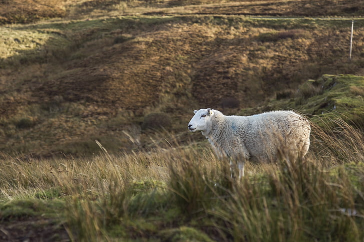 gray sheep on green grass