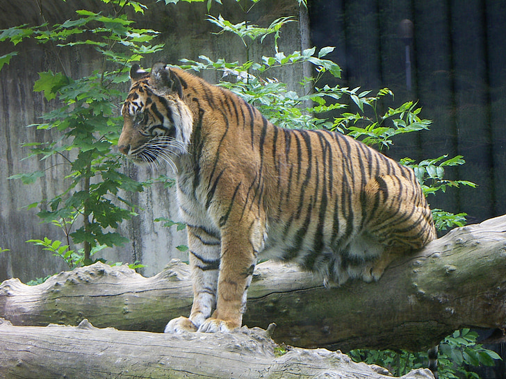 brown and black tiger standing on tree