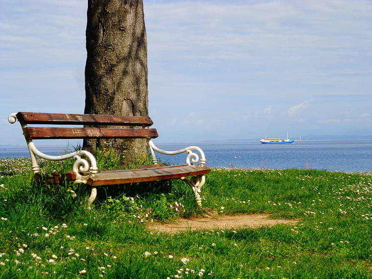 bench beside tree on grass field near sea