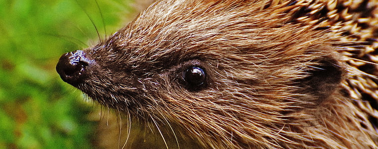 closeup photo of brown hedgehog near green plant