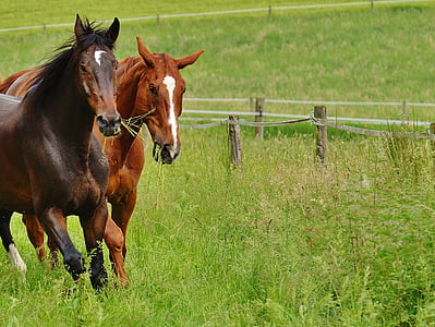brown and red horses on green grass field during daytime