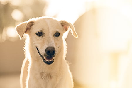short-coated tan dog selective photography