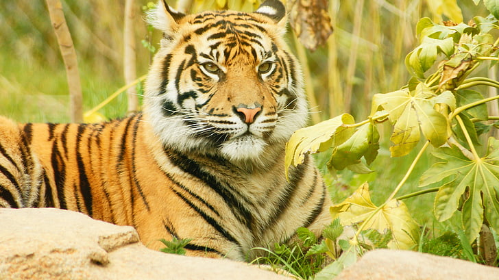 low-angle of resting tiger