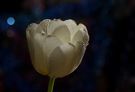 closeup photo of white tulip flower