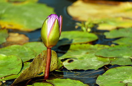 depth of field photography of purple lotus flower
