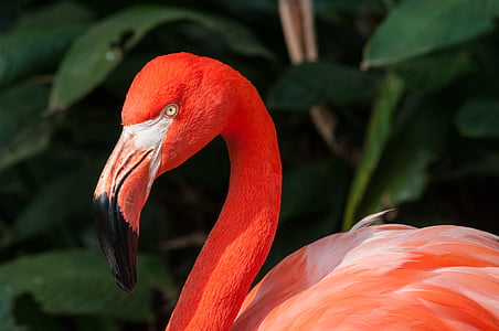 selective focus photography of pink flamingo