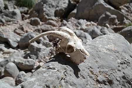white goat skull on gray rock