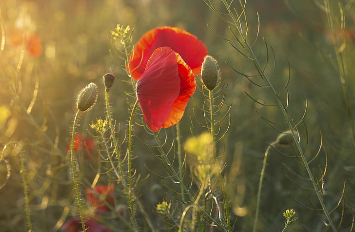 red poppy in bloom at sunset