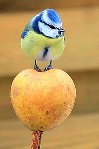blue and yellow bird