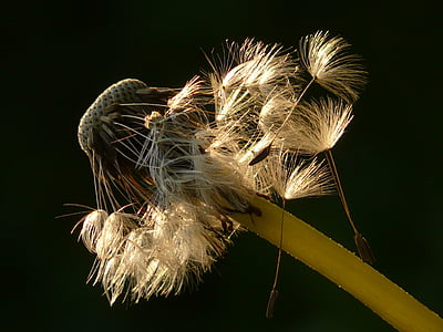 white dandelion flower