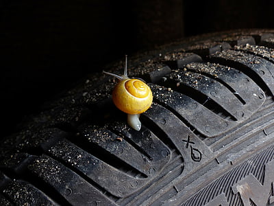 closeup photography of yellow and white snail on vehicle tire