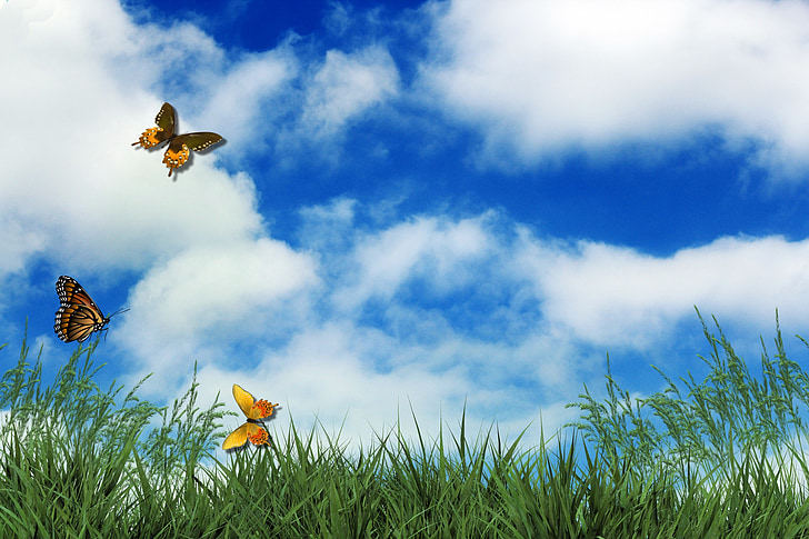 three Monarch butterflies fluttering over green grass field