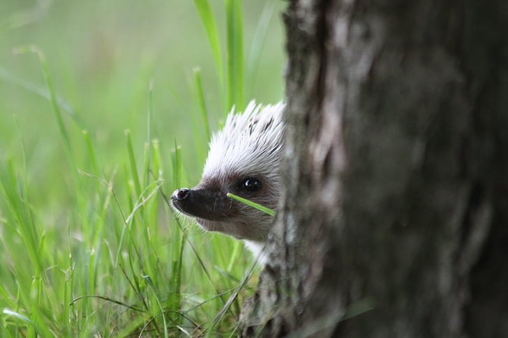 white hedgehog behind tree