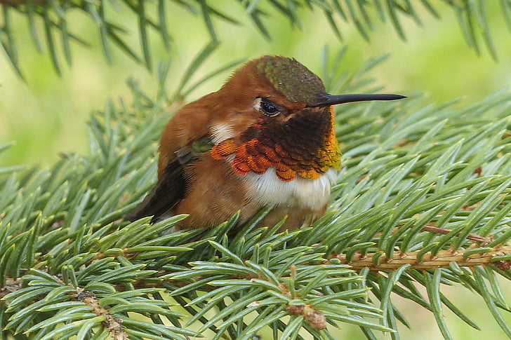brown and black humming bird on green leaf tree