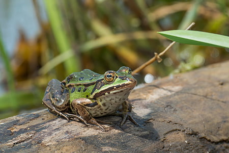 selective focus photo of green and brown frog