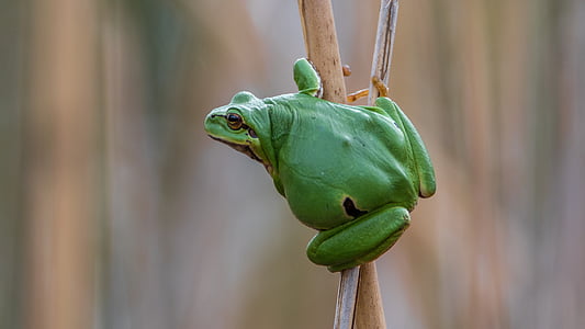 selective focus photography of green frog on stick