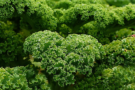 green leafy vegetable