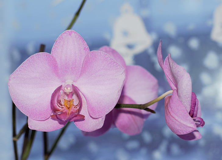 closeup photo of purple orchid flowers