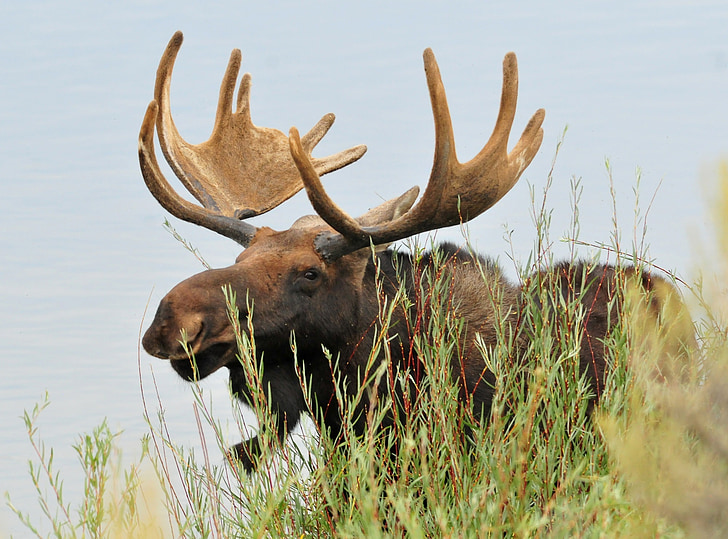brown moose beside green grasses and calm body of water at daytime