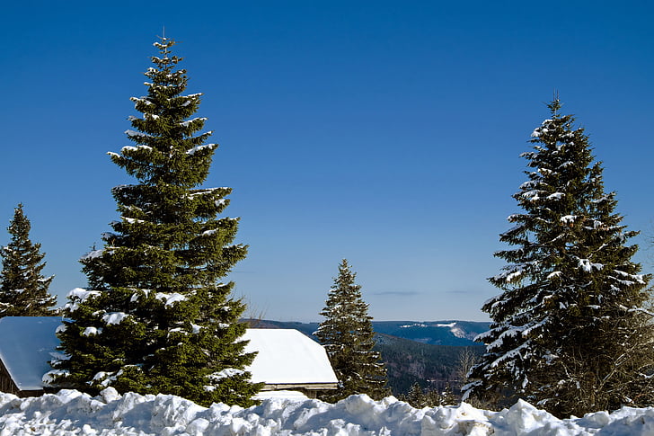 two pine trees cover by snow