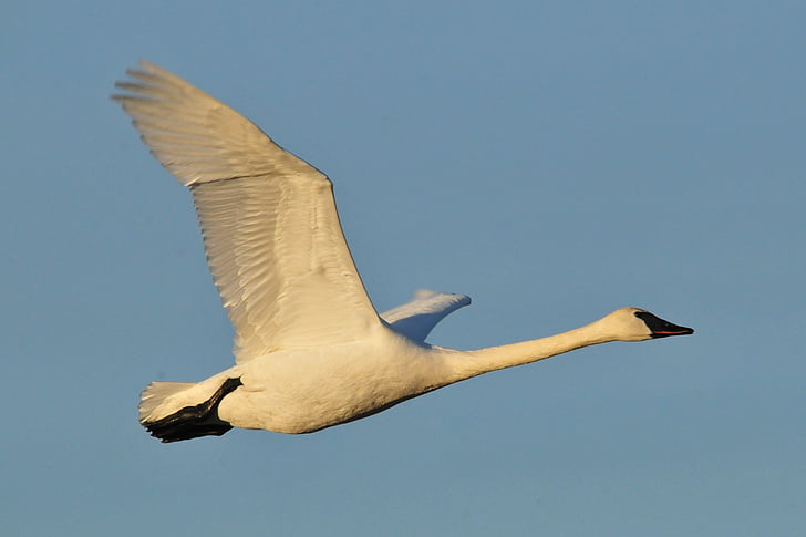 close-up photography of flying swan